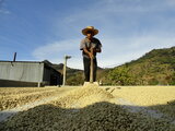 Guatemala - drogen van koffiebonen