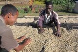 Coffee drying Efico Foundation